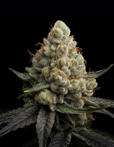 Sunshine Citrus Triploid Samen (Triploid Genetics) 🍊 Süß
