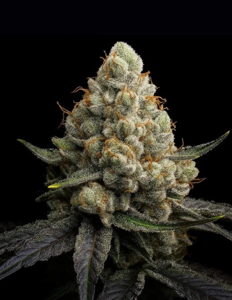 Sunshine Citrus Triploid Samen (Triploid Genetics) 🍊 Süß