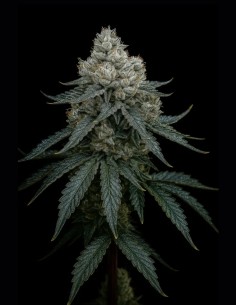 Frosty Apple Triploid Samen (Triploid Genetics) 🍎 Süße