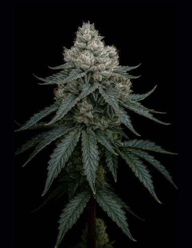 Semi Frosty Apple Triploid (Triploid Genetics) 🍎 Dolce