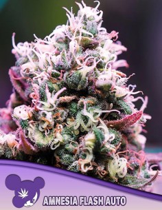 Amnesia Flash Auto Seeds (Anesia Seeds) 🌶️ Spicy