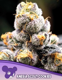 Anesia Scout Cookies Seeds (Anesia Seeds) 🍪 Sweet
