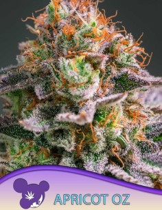 Apricot Oz Seeds (Anesia Seeds) 🍪 Fruity Cookies
