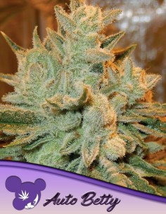 Betty Auto Seeds (Anesia Seeds) 🌿 Minty Gas