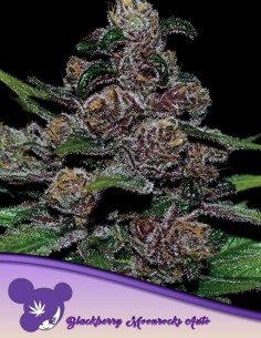 Semillas Auto Blackberry Moonrocks (Anesia Seeds) 🌿 Potente