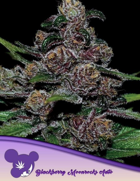 Auto Blackberry Moonrocks Seeds (Anesia Seeds) 🌿 Heavy