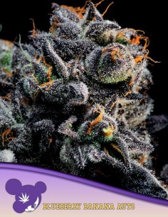 Blueberry Banana Auto Seeds (Anesia Seeds) 🍌 Relaxing