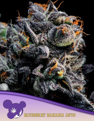 Semillas Blueberry Banana Auto (Anesia Seeds) 🍌 Relajante