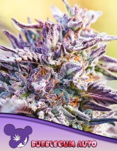 Bubblegum Auto Seeds (Anesia Seeds) 🍬 Sweet Candy