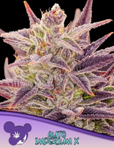 Auto Imperium X Seeds (Anesia Seeds) 💥 29% THC