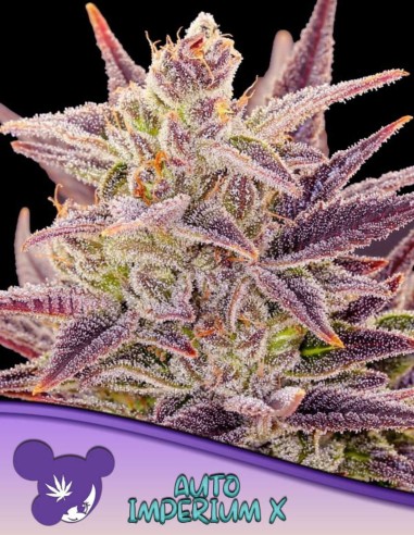 Auto Imperium X Seeds (Anesia Seeds) 💥 29% THC