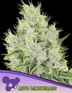 Lemongrass Auto Seeds (Anesia Seeds) 🍋 Citrus Power
