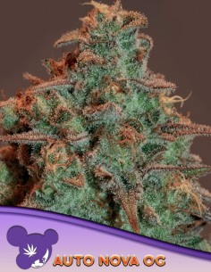 Nova OG Auto Seeds (Anesia Seeds) ☕ High THC Coffee