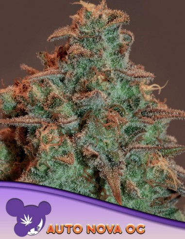 Nova OG Auto Seeds (Anesia Seeds) ☕ High THC Coffee