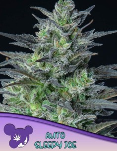 Auto Sleepy Joe Seeds (Anesia Seeds) 🌜 Relaxing