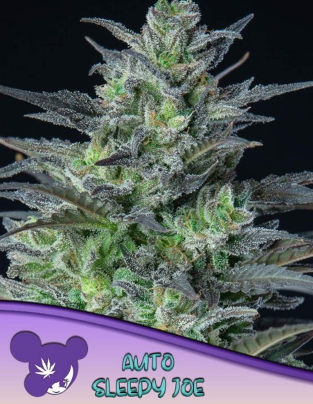 Graines Auto Sleepy Joe (Anesia Seeds) 🌜 Relaxante
