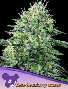 Strawberry Banana Auto Seeds (Anesia Seeds) 🍓 27% THC