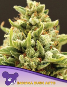 Banana Kush Auto Seeds (Anesia Seeds) 🍌 Relaxing