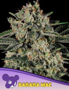 Banana MAC Seeds (Anesia Seeds) 🍌 Tropical Bomb