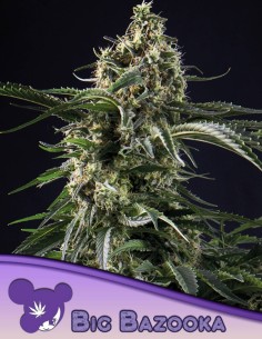 Big Bazooka Seeds (Anesia Seeds) 🌿 Massive 29% THC