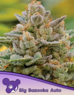 Big Bazooka Auto Seeds (Anesia Seeds) 🍋 Sweet Lemon