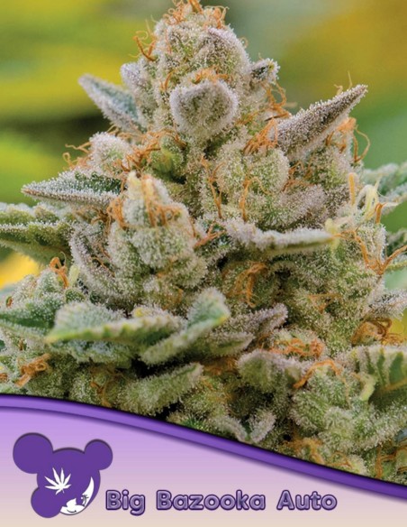 Graines de Big Bazooka Auto (Anesia Seeds) 🍋 Citron Doux