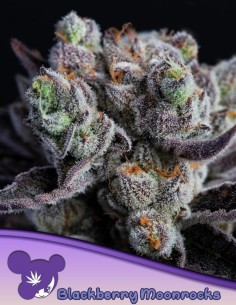 Blackberry Moonrocks Seeds (Anesia Seeds) 💥 33% THC