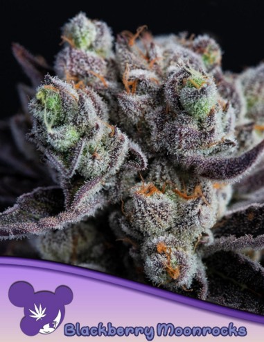 Graines de Blackberry Moonrocks (Anesia Seeds) 💥 33 % THC
