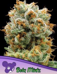 Bola Mintz Seeds (Anesia Seeds) 🌿 Massive 34% THC