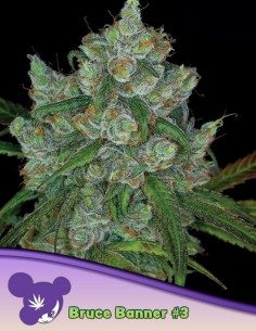 Bruce Banner #3 Seeds (Anesia Seeds) 🌿 Huge Yields