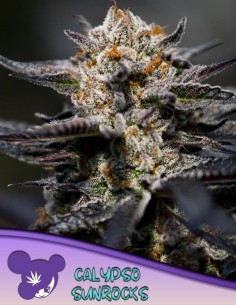 Calypso Sunrocks Seeds (Anesia Seeds) 🌴 31% THC Power