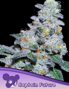 Captain Future Seeds (Anesia Seeds) 💥 36% THC