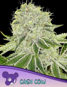 Cash Cow Seeds (Anesia Seeds) 🌿 Massive Yields