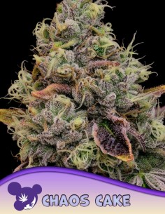 Chaos Cake Seeds (Anesia Seeds) 🍰 38% THC Power