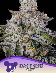 Chaos Cake Auto Seeds (Anesia Seeds) 🍰 31% THC Dessert
