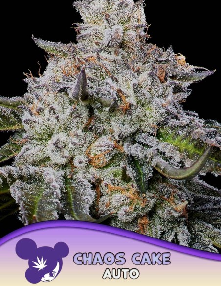 Graines de Chaos Cake Auto (Anesia Seeds) 🍰 Dessert à 31% THC