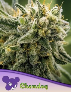 Chemdog Seeds (Anesia Seeds) 💥 32% THC Power
