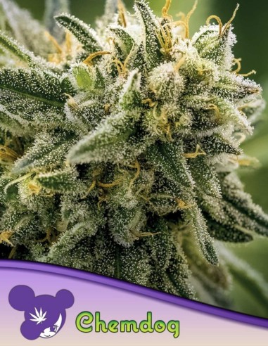 Graines de Chemdog (Anesia Seeds) 💥 Puissance de 32 % THC