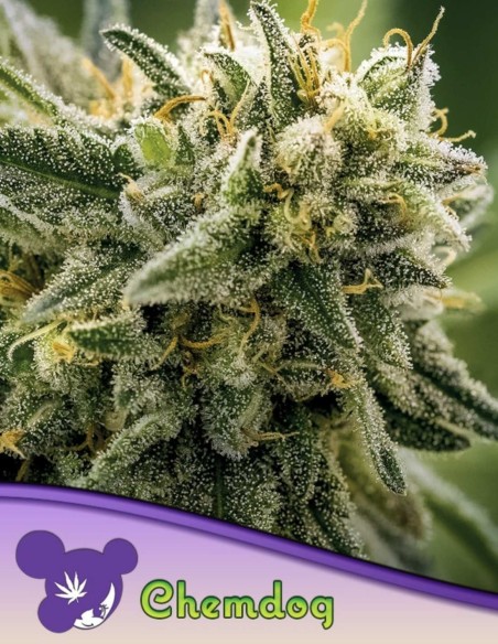 Graines de Chemdog (Anesia Seeds) 💥 Puissance de 32 % THC