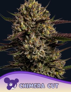 Chimera Cut Seeds (Anesia Seeds) 🍷 High THC