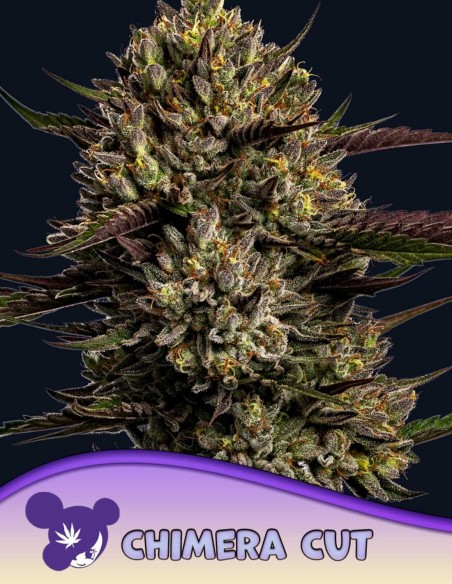 Semi di Chimera Cut (Anesia Seeds) 🍷 THC Molto Elevato