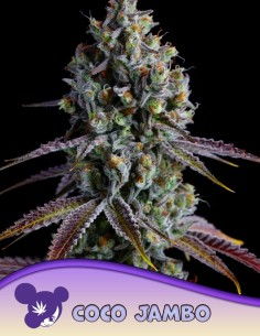 Coco Jambo Seeds (Anesia Seeds) 🥥 Tropical Power