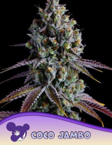 Semi di Coco Jambo (Anesia Seeds) 🥥 Potenza Tropicale