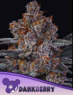 Dankberry Seeds (Anesia Seeds) 💥 35% THC Power