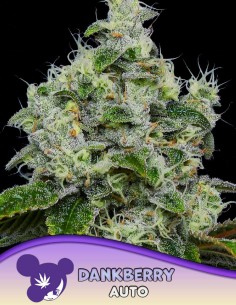 Dankberry Auto Seeds (Anesia Seeds) 🌿 Sweet Power