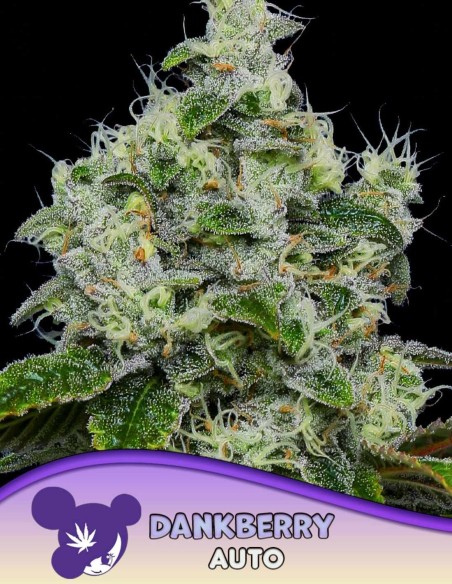 Semi di Dankberry Auto (Anesia Seeds) 🌿 Potenza Dolce