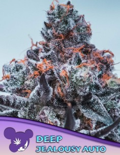 Deep Jealousy Auto Seeds (Anesia Seeds) 🌿 27% THC