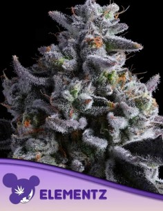 Elementz Seeds (Anesia Seeds) 🚀 Extreme THC Power