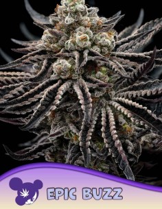 Epic Buzz Seeds (Anesia Seeds) 🚀 Extreme THC