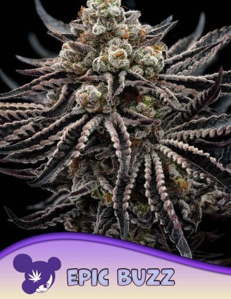 Semi di Epic Buzz (Anesia Seeds) 🚀 THC Estremo